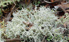 Cladonia submitis
