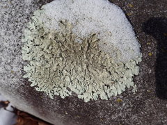 Xanthoparmelia plittii