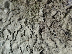 Xanthoparmelia plittii