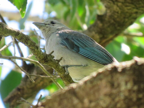 Sayaca Tanager (Thraupis sayaca), photo 2