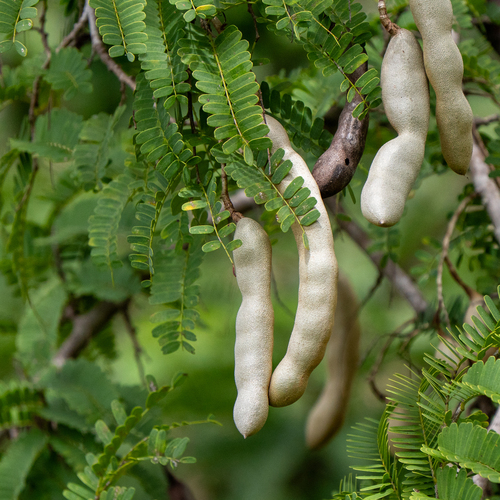 Tamarind