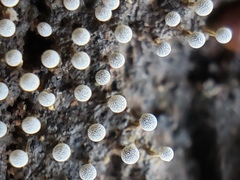 Physarum globuliferum