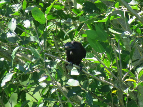Smooth-billed Ani (Crotophaga ani), photo 5
