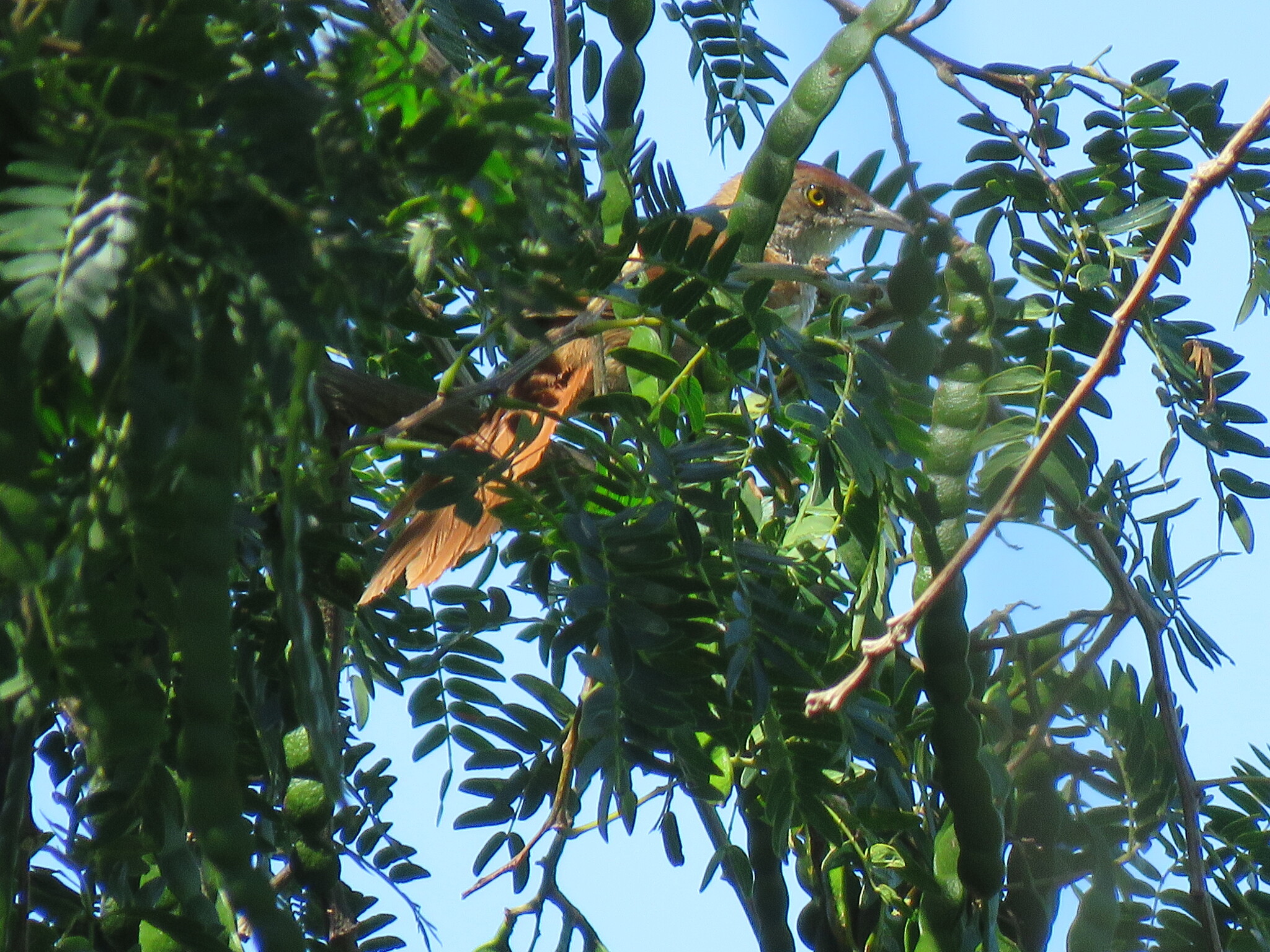 Greater Thornbird (Phacellodomus ruber), photo 1