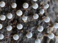 Physarum globuliferum