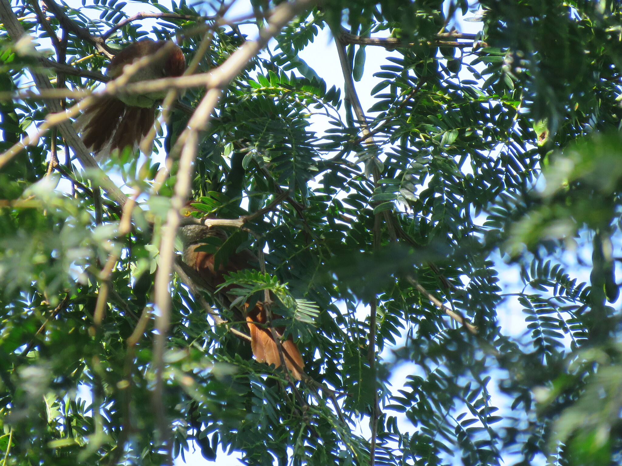 Greater Thornbird (Phacellodomus ruber), photo 2