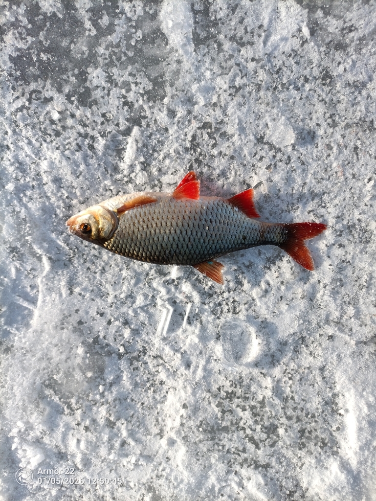 Rudd (Scardinius erythrophthalmus) — Cyprinidae