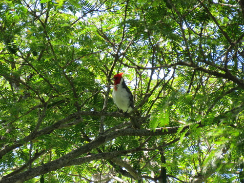 Red-crested Cardinal (Paroaria coronata), photo 4