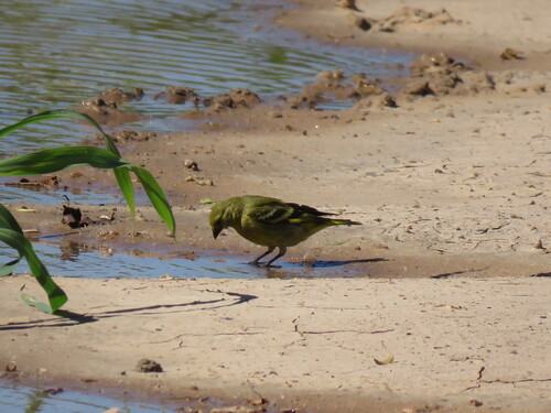 Hooded Siskin (Spinus magellanicus)
