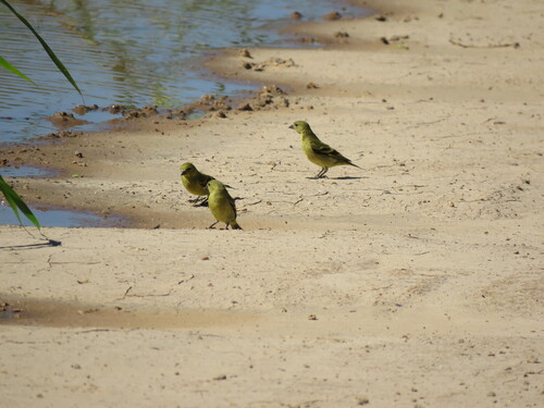 Hooded Siskin (Spinus magellanicus), photo 2