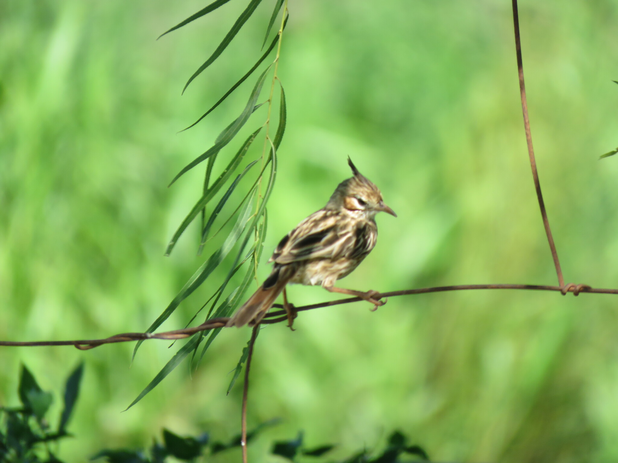 Lark-like Brushrunner (Coryphistera alaudina), photo 2