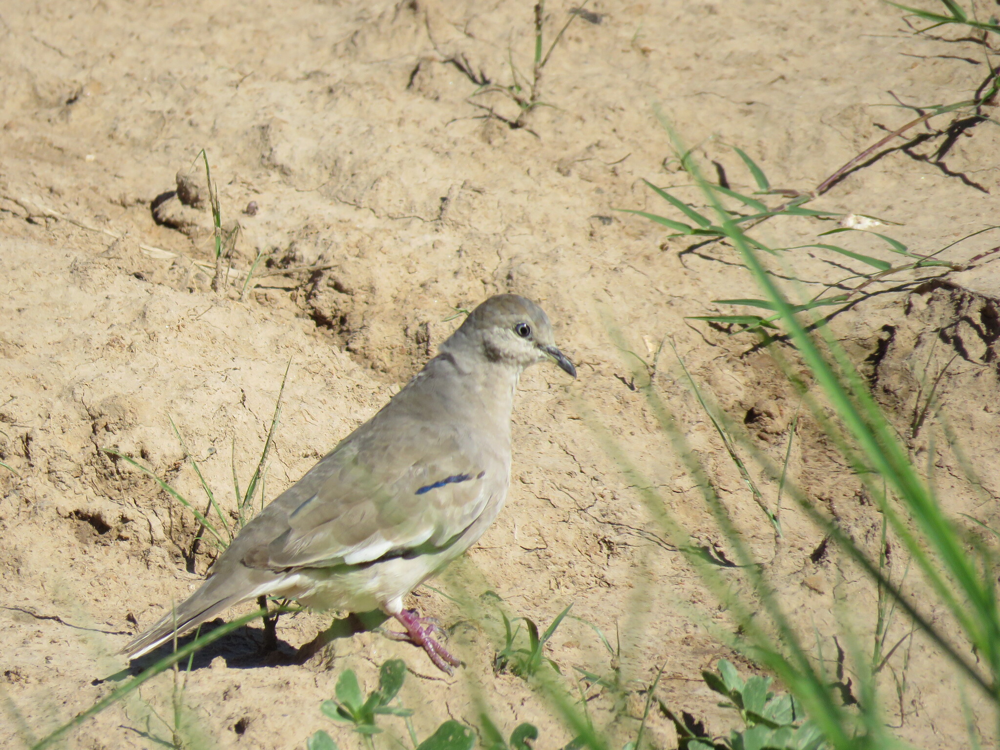 Picui Ground Dove (Columbina picui), photo 1