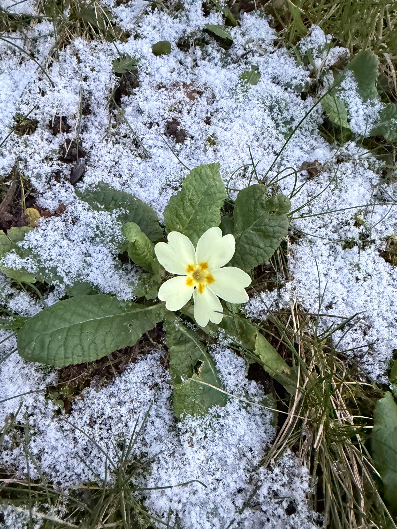 Beispielbild: Primel (Primula vulgaris)