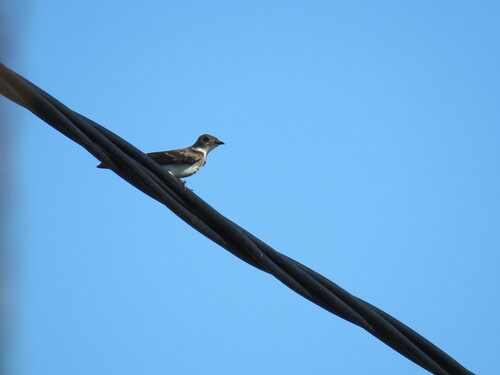 Brown-chested Martin (Progne tapera), photo 5