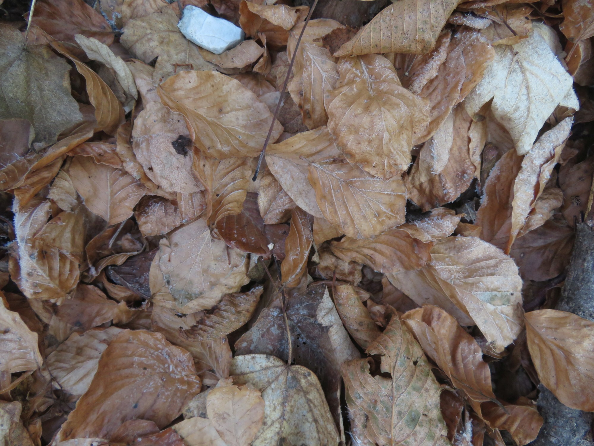 Fagus sylvatica