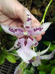 × beallara