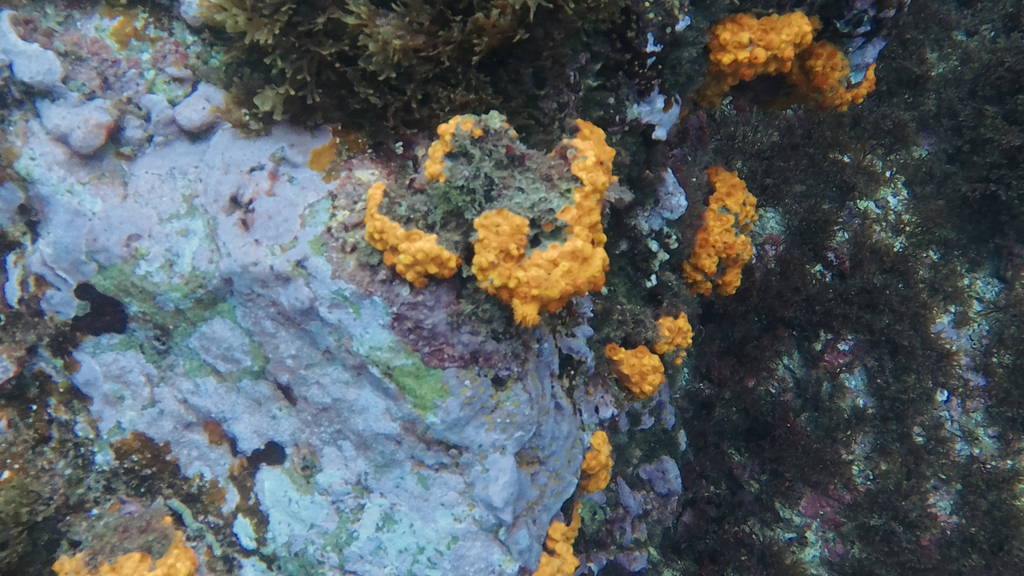 star coral