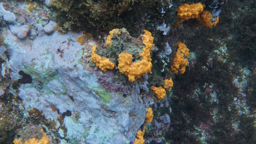 star coral