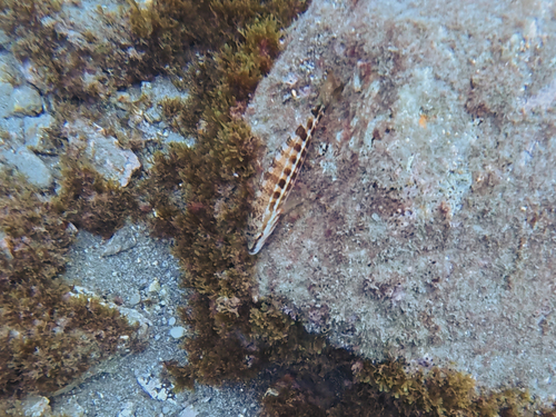 Channos (Serranus cabrilla) — Serranidae