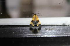 Dycladia