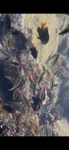 Cortez rainbow wrasse (Thalassoma lucasanum) — Labridae