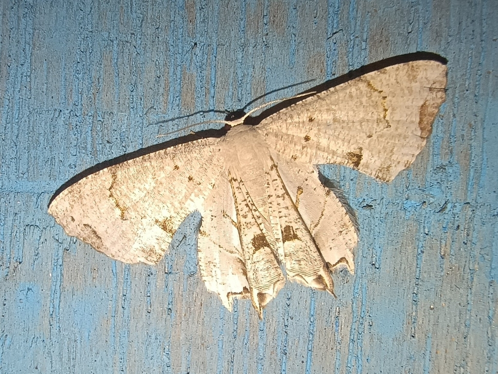 Dysaethria albidaria