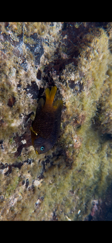 Galapagos gregory (Stegastes arcifrons) — Pomacentridae