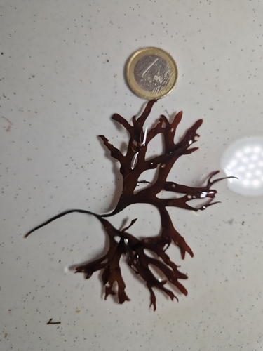Gymnogongrus crenulatus, 2026-01-05
