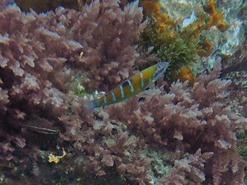 Pauwlipvis (Thalassoma pavo) — Labridae — 3