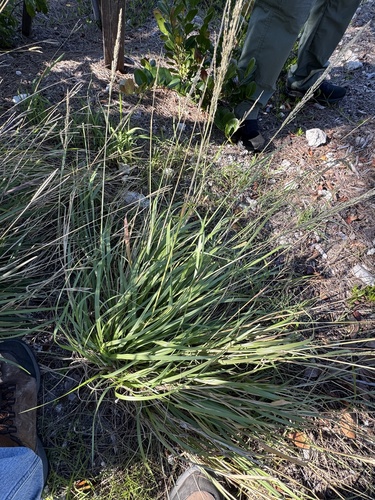 Sporobolus domingensis observed 2026-01-05