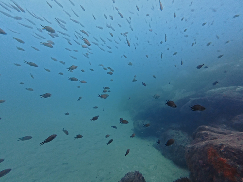 Damsel fish (Chromis chromis) — Pomacentridae — 3