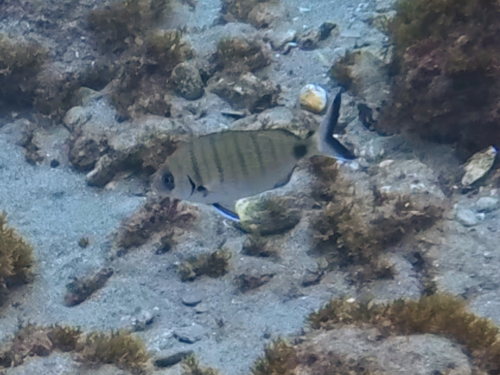 White seabream (Diplodus sargus) — Sparidae — 5