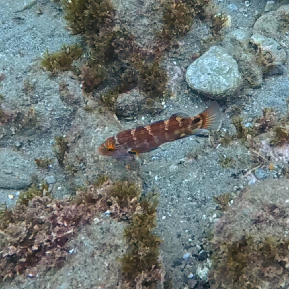 Axillary wrasse (Symphodus mediterraneus) — Labridae