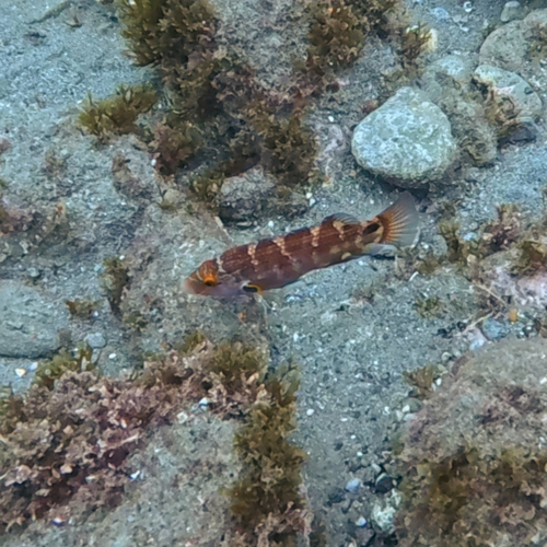 Axillary wrasse (Symphodus mediterraneus) — Labridae