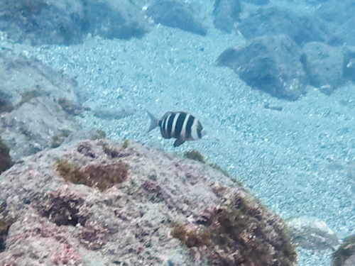 Zebra seabream (Diplodus cervinus) — Sparidae