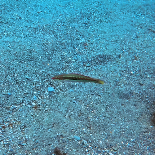 African rainbow wrasse (Coris julis) — Labridae