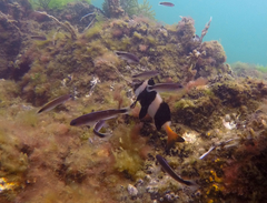 Trachinops caudimaculatus