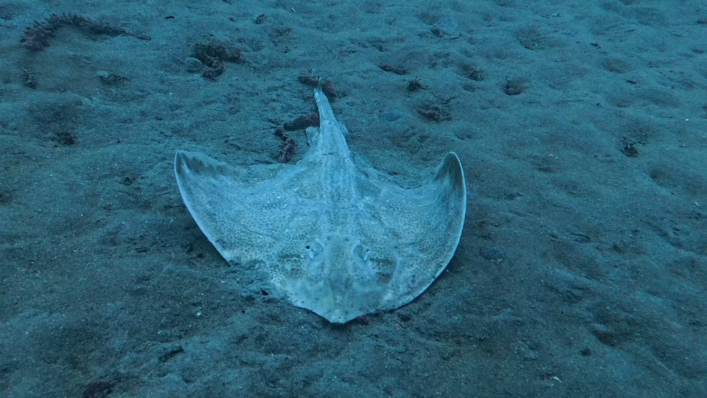 Undulate ray on a sandy seabed seen from above, wings spread