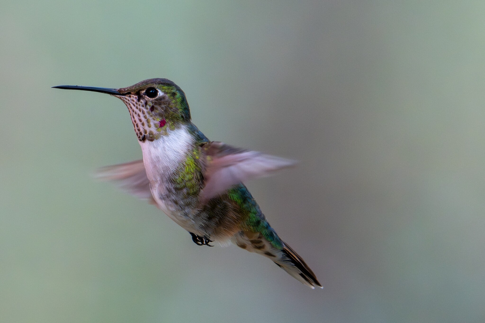 Broad-tailed Hummingbird (Selasphorus platycercus), photo 1