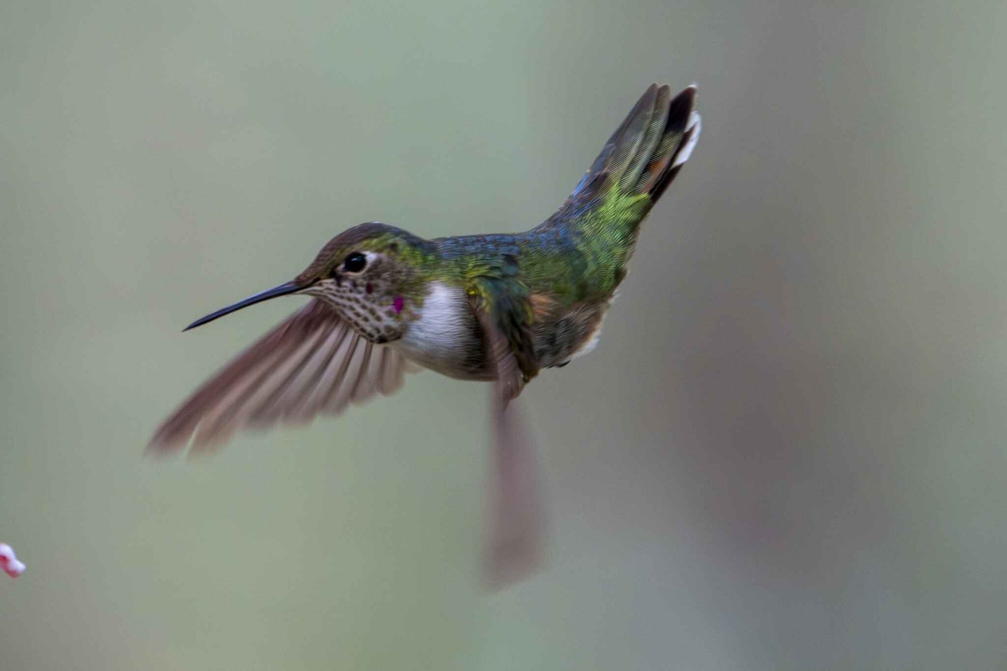 Broad-tailed Hummingbird (Selasphorus platycercus), photo 2