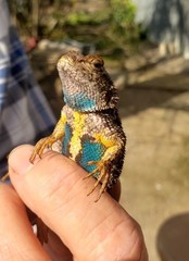 Sceloporus occidentalis