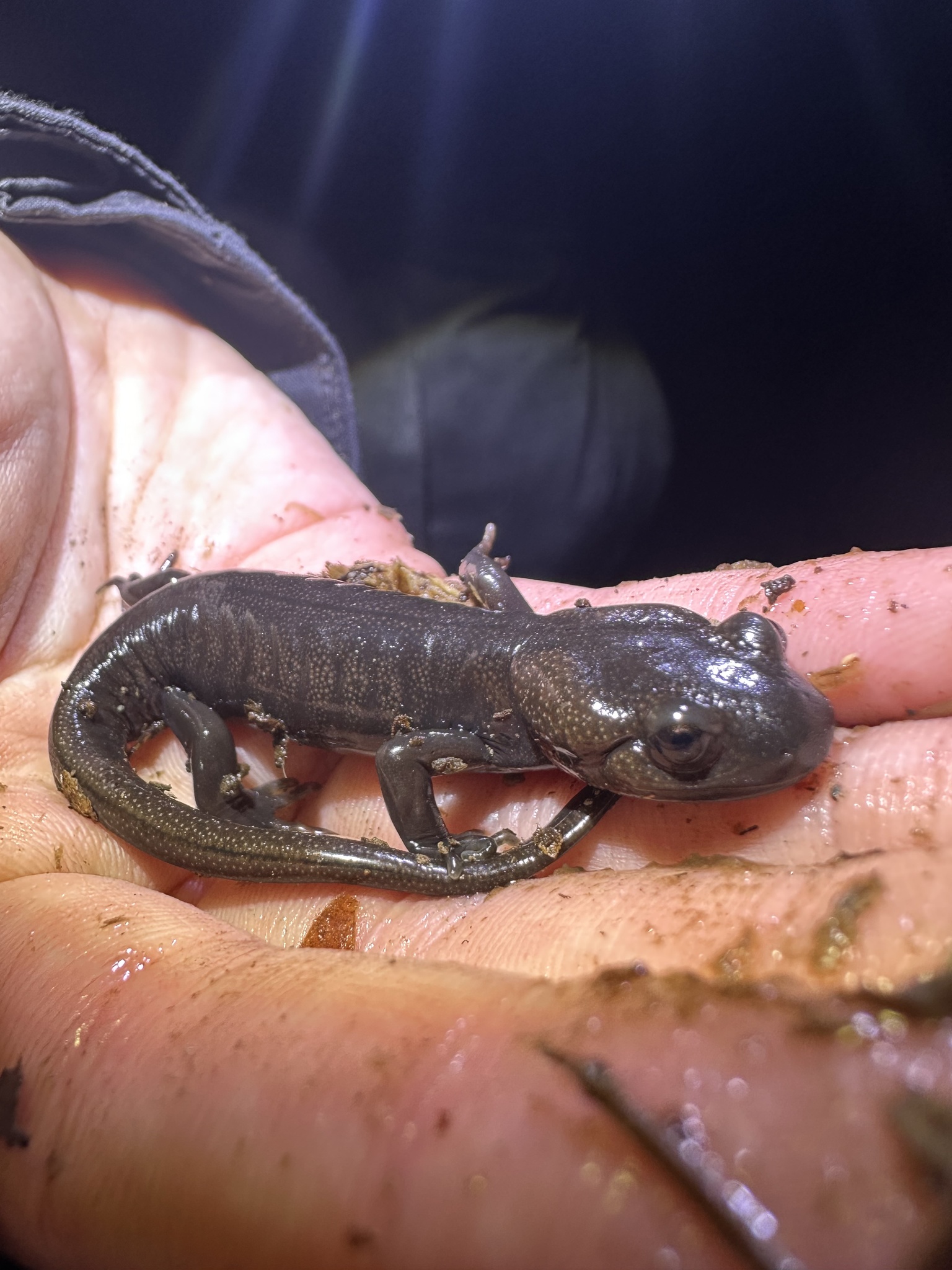 Ambystoma gracile (Baird, 1859)