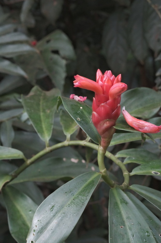 Costus scaber