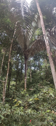 Oenocarpus bataua