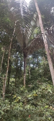 Oenocarpus bataua