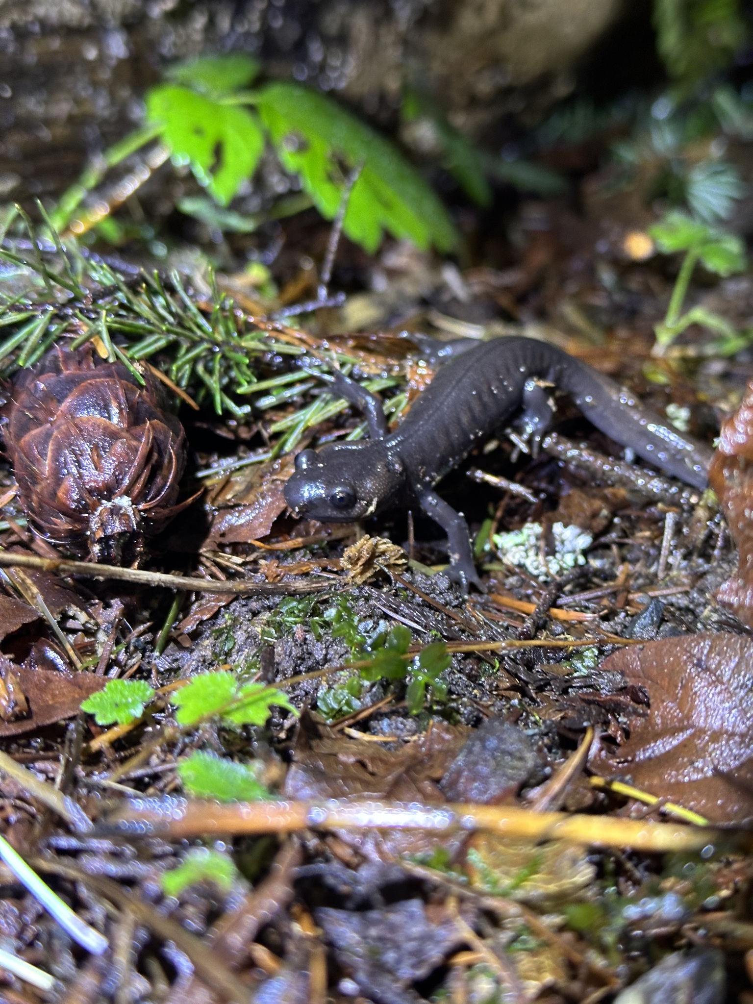 Ambystoma gracile (Baird, 1859)