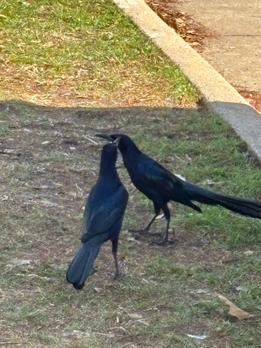 Great-tailed Grackle (Quiscalus mexicanus), photo 3