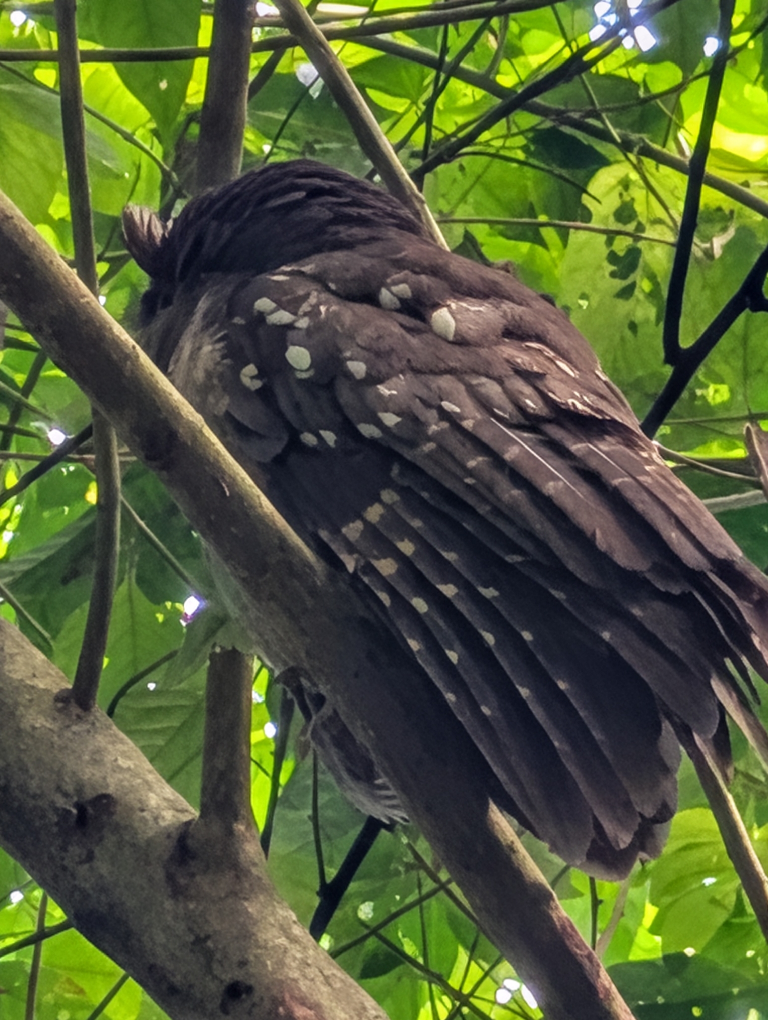 Crested Owl (Lophostrix cristata), photo 1