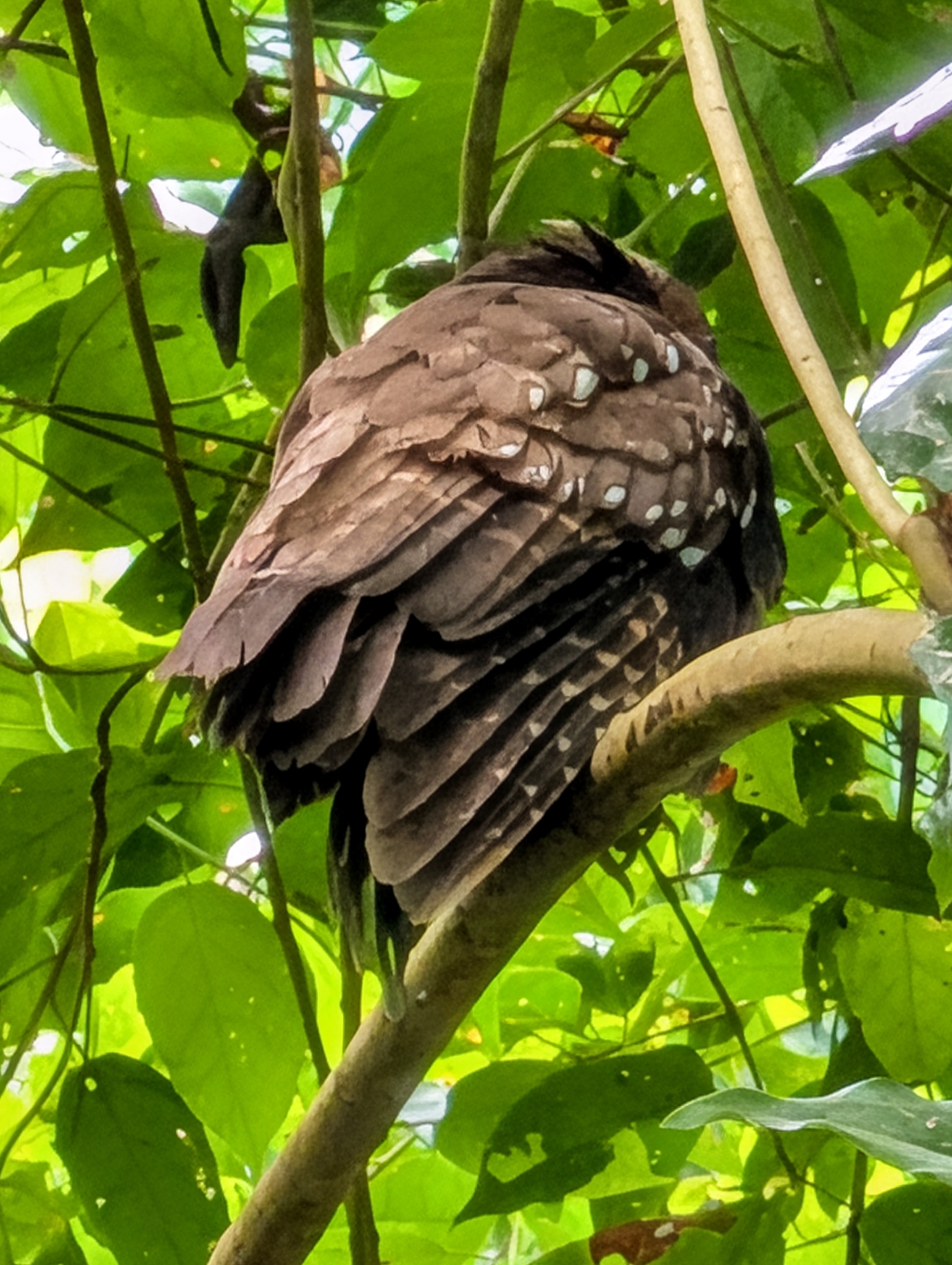 Crested Owl (Lophostrix cristata), photo 2