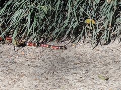 Micrurus nigrocinctus